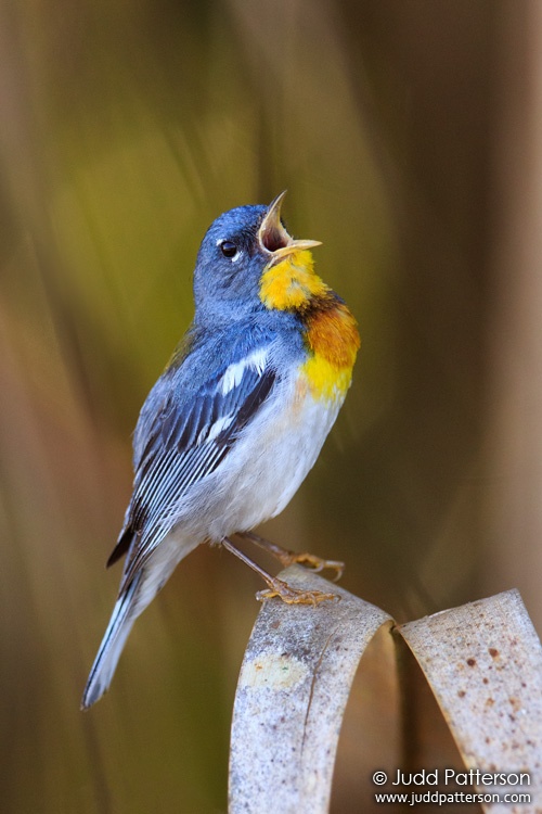 Northern Parula, Dinner Island Ranch Wildlife Management Area, Florida, United States